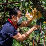 新業(yè)起一大早，加入採梨的行列，使用專用電剪剪梨，一手扶住梨子底端，一手將剪刀口對準(zhǔn)梨子的枝枒，使樹枝應(yīng)聲而斷，加快採收的效率。（圖為新業(yè)建設(shè)邱正光副總經(jīng)理）