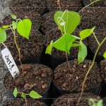 『生態(tài)植樹』選擇百種以上大肚山在地的原生樹種為主要培育對象，以符合原生態(tài)系統(tǒng)，『遺傳多樣性』種植的樹苗專案培育，以確保野生樹木基因庫的保育。