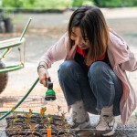 將分盆好的樹苗放置育苗方盤中，將這些剛搬新家的小樹苗們澆點(diǎn)水，後續(xù)統(tǒng)一放在中央培育區(qū)，慢慢長大。