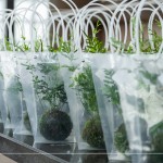 臺(tái)灣小小島嶼，富有700多種蕨類植物，60多種為臺(tái)灣原生種，致上『銀脈鳳尾蕨苔球』，為這場(chǎng)紙蕨手作時(shí)光，增添更多綠藝氣息。