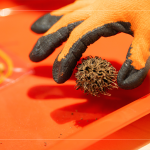 將自然掉落的楓香拾起，將果實中帶刺狀的種子一根根挑起，配上優(yōu)雅的小串珠，化身為最「在地」的果實小吊飾。