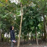 新業(yè)選樹條件相當(dāng)多，像這棵大花紫薇要看花期、排水率與落葉狀況，希望能提供住戶最理想愜意的森活環(huán)境。