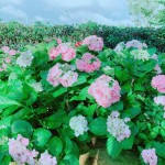 初綻的繡球花如戀愛中的少女，輕輕地聆聽花語，低低地訴說柔情…。