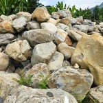 來自南投信義鄉(xiāng)的『塔塔加石』，外型紋理錯綜分布、加上石材密度較高，不容易生長青苔，也是挑選景觀石頭的首選之一。