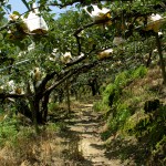 穿梭在園裡的小徑，放眼望去都是一包包的梨子，套袋的用意是為了讓梨子們更牢固的成長，也防止鳥兒與蟲兒的光顧。