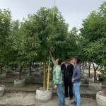 替樟樹量量身高，掌握生長狀況。