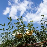 山嵐、雲(yún)霧、烈陽、雨霖的相伴，遍部在山間園裡，是一包包、一串串的結(jié)晶。