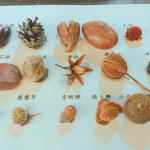 這些小小果實(shí)種子您認(rèn)得哪些呢？