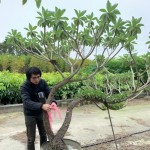 雀屏中選後的白水木，在腰間綁上紅絲帶作為標(biāo)示，「歡迎加入新業(yè)的大家庭，今後也要好好生長喔！」