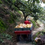 隨著搬運車的引擎轟隆隆地發(fā)動，行駛在山間顛簸的小徑上，已被裝箱的梨子正準(zhǔn)備滿載而歸。