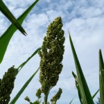 在晴空萬里微風輕輕吹拂下，結(jié)實累累的高粱穗花在風中恣意地搖擺，是舒爽怡人的金門日常。