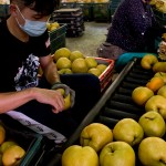 年復(fù)一年承擔(dān)著梨群的重量，進行拆袋剪枝的程序，熟練的做著熟悉的步驟，將一顆顆的梨子剪枝後成箱，準(zhǔn)備進行到分級的階段。