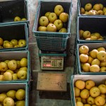 將每一顆梨子分級到屬於自己的舒適圈，每一個步驟都是手的溫度，感受與梨子密不可分的餘韻。