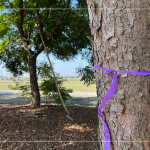 風(fēng)和日麗的冬日，新業(yè)職人團(tuán)隊(duì)來到彰化縣溪州鄉(xiāng)、田尾鄉(xiāng)，為『築願(yuàn)景』嚴(yán)選心中理想的樹木。