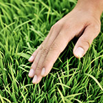 稚嫩青翠，這是益全香米的幼苗，稍後準(zhǔn)備動(dòng)工。