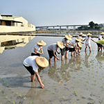 雖然插秧是同仁們的第一次，但看起來(lái)有模有樣，我們也體會(huì)到農(nóng)夫的辛苦了。