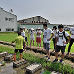 不光白白體驗(yàn)插秧，也要詳細(xì)了解生產(chǎn)稻米的來(lái)龍去脈。