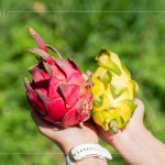 火龍果屬於外來品種，最早是由荷蘭引進，產(chǎn)季為每年三月到十一月，當(dāng)天品嚐『紅皮紅肉種』、『紅皮白肉種』，以及產(chǎn)量較少但甜度更高的『黃皮白肉種』。