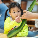 擷取火龍果的一小段莖，近距離觀察表面的尖刺、外觀紋理，經(jīng)由觸摸連結(jié)植物的生長記憶。