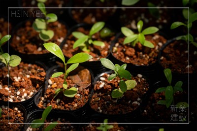 大肚山天然林復(fù)育_行動公益｜生生不息_永恆的森林