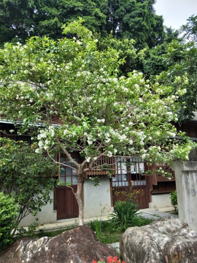 流蘇花季，帶來(lái)一場(chǎng)浪漫的四月雪