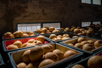 新業(yè)心故事｜與梨共好，與梨相遇